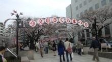 sakuramaturi