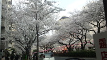 sakuramaturi1