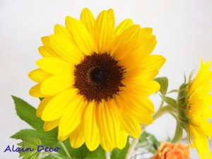 P03