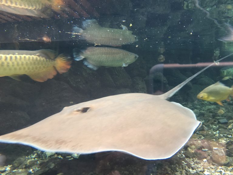 ヒマンチュラ チャオプラヤ Giant Freshwater Stingray Japaneseclass Jp