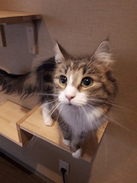 猫カフェ 猫喫茶 空陸家 武蔵小山店 品川区 ココフル 猫カフェ 猫喫茶 空陸家 武蔵小山店 品川区 ココフル