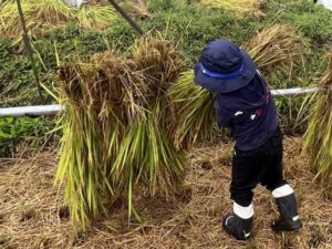 実りの秋、到来！ 収穫体験に出かけてみませんか