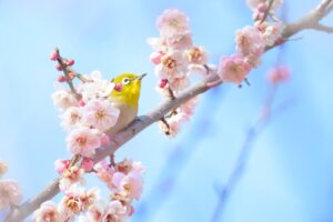 梅や河津桜が見頃!春のフラワーリレーが始まります